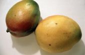 Hoe lang mangobomen van zaailingen vruchten?