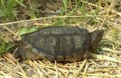 Florida magnetisch schildpad feiten