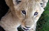 Informatie over Baby Lions