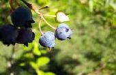 De beste tijd van het jaar te planten Blueberry struiken