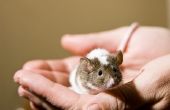 Hoe te overwinnen angst voor muizen