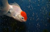 Hoe te identificeren en zorg voor rode Cap Oranda vis