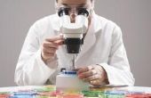 Het belang van de Microscoop in de studie van cellen