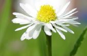 Pyrethrum Daisy als een Pesticide