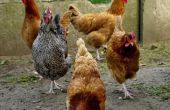 Hoe in te voeren nieuwe kippen in een bestaande kudde