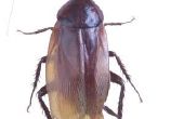 Hoe te identificeren kakkerlakken & Water Bugs