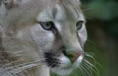 Puma dierlijke informatie