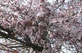 Hoe Plant een Japanse pruimenboom