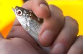 Hoe om levend aas voor zoutwater vissen tuig