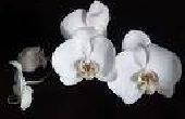 Wat zijn de witte orchideeën?