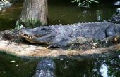Alligator jachtseizoen in Texas