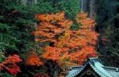 Een lijst van Japanse esdoorn-bomen