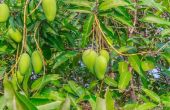 Selecteren van mango's op basis van uw klimaat