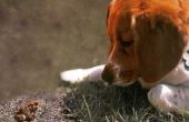 Agressieve Beagle gedrag