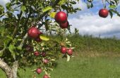 Hoe snel appelbomen groeien?