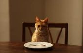 Profs & nadelen van Raw Food Diet voor katten