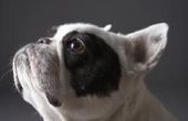 How to Look binnen een Dog's mond zonder gebeten