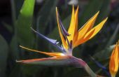 How to Grow Bird of Paradise in Containers
