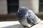 How to Get Rid van duiven op een Vogelhuis/waterbak