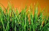 How to Get Rid van breedbladige gras