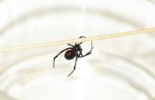 Giftige spinnen gevonden in Indiana