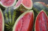 Ongedierte dat watermeloen planten eten