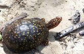 Hoe maak je een schildpad ei Incubator