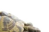 Habitats of behuizingen voor Sulcata schildpadden in koude klimaten