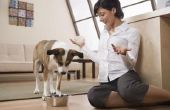 Wat zijn de behandelingen voor maagzweren bij honden?