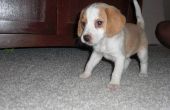 How to Housebreak een Beagle pup