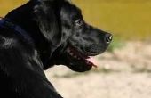 Nier prognose voor een Labrador met Canine Lyme Disease