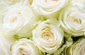 Mijn witte rozen draaien roze