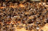 How to Make Honey Bee feromonen