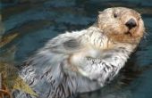 Hoe onderscheid maken tussen een rivier-Otter en een Sea Otter