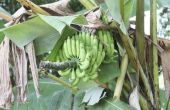 Hoe de zorg voor bananenbomen om bananen