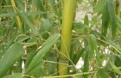 Bruine vlekken op bamboe