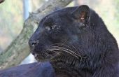Informatie over de zwarte Jaguar in het Amazoneregenwoud