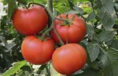 How to Grow Tomaten korte & borstelige