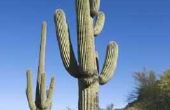 Wat zijn de twee aanpassingen voor Saguaro Cactus?