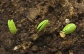 Hoe lang duurt het voor sojabonen te groeien?