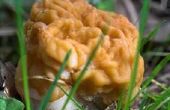Hoe te identificeren van zeldzame eetbare paddenstoelen gevonden in Ohio
