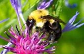 Hoe Craft een Bee van zwarte & gele Pom-Poms