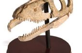 Instrumenten die worden gebruikt door paleontologen