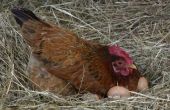 Hoe om te helpen een Egg-Bound kip