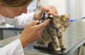 Home Remedies voor de behandeling van oormijt bij katten