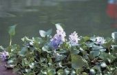Wanneer Water hyacinten bloeien?