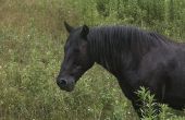 Effecten van LV 400 2, 4-D Weed Killer op paarden