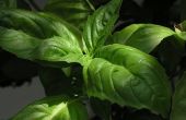 Basil Plant informatie