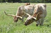 How to Raise Texas Longhorn vee voor rundvlees
