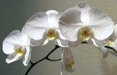 Hoe een orchidee Plant snoeien